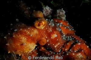 Octopus by Ferdinando Meli 